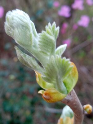 タラの芽