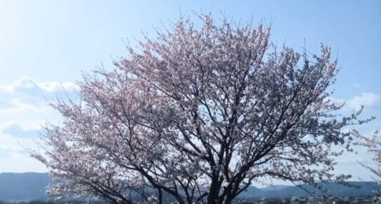 桜