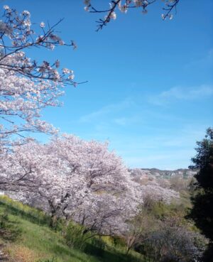 桜