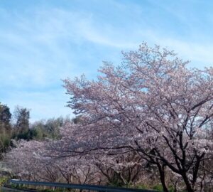 桜並木