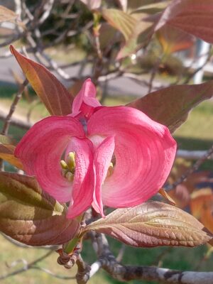 花水木蕾