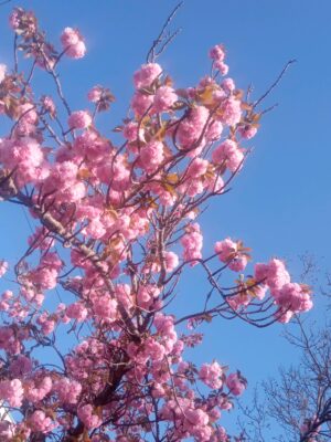 八重桜