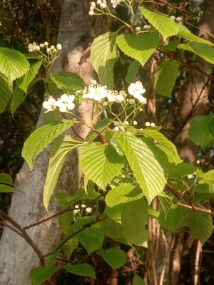 オオカメノキ花