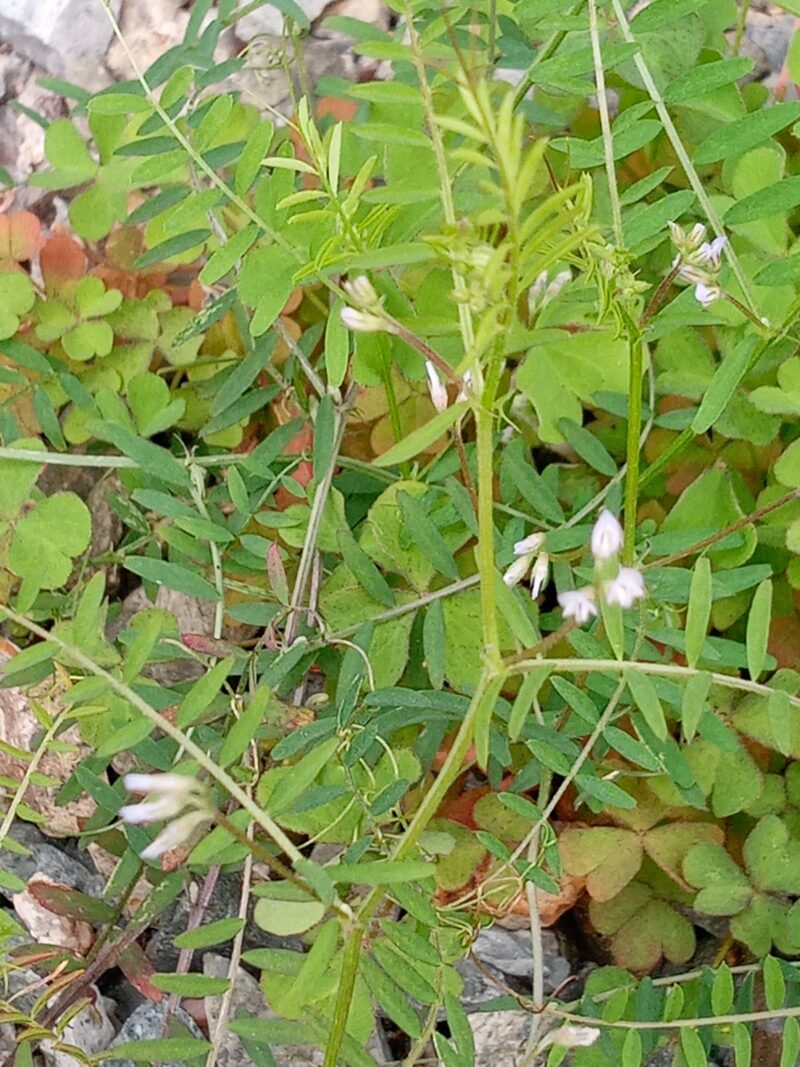 雀豌豆