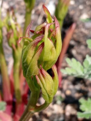 紫陽花新芽拡大