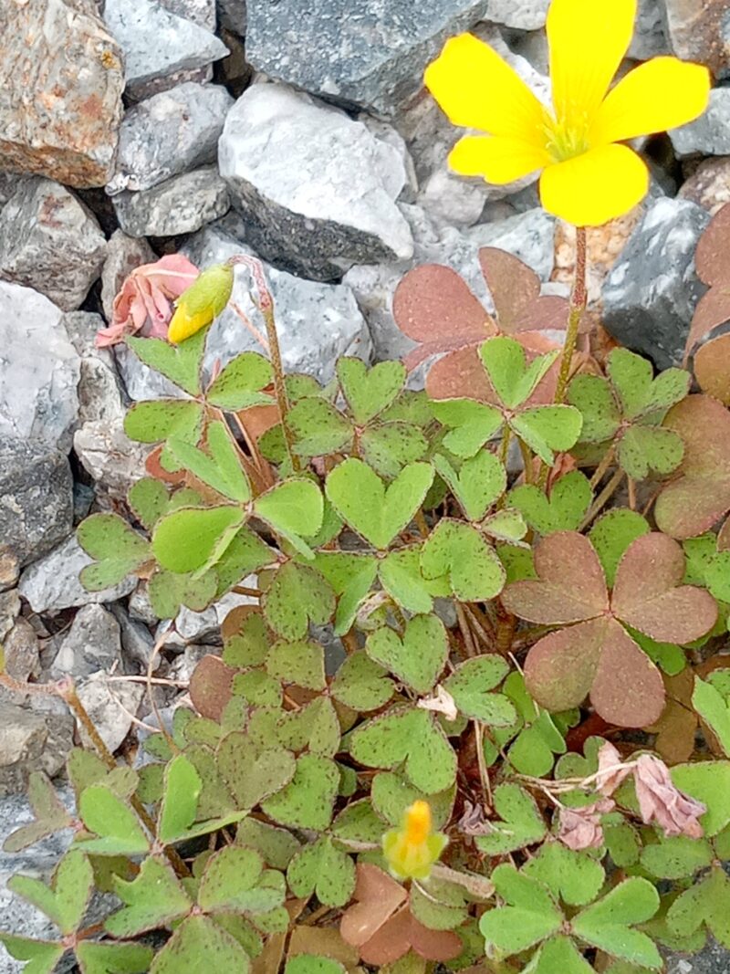 カタバミ花