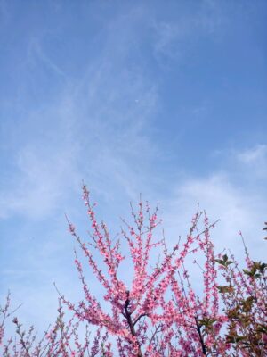 桃の上の空