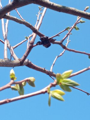 柿の新芽