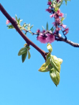 柿新芽