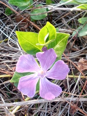 紫花