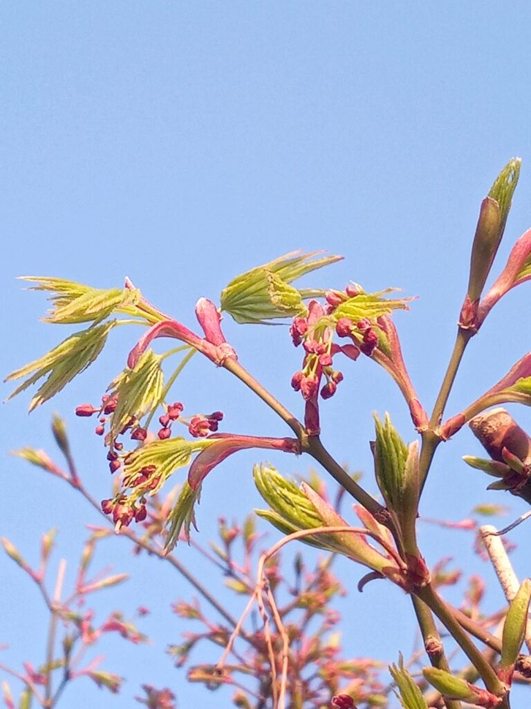 紅楓　新芽