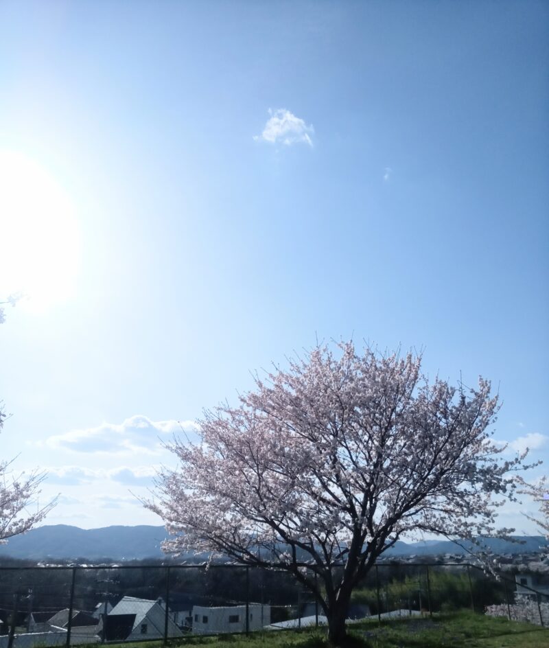 桜空